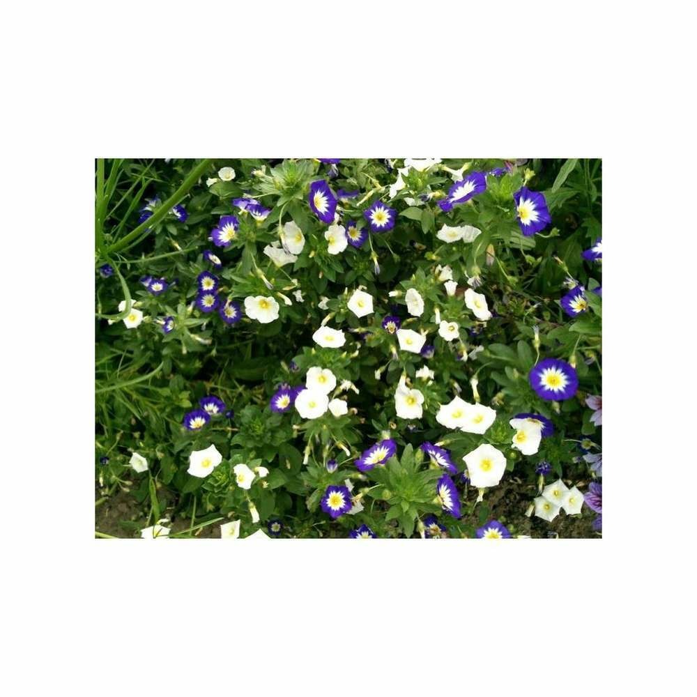 Belle de jour variÃ©e