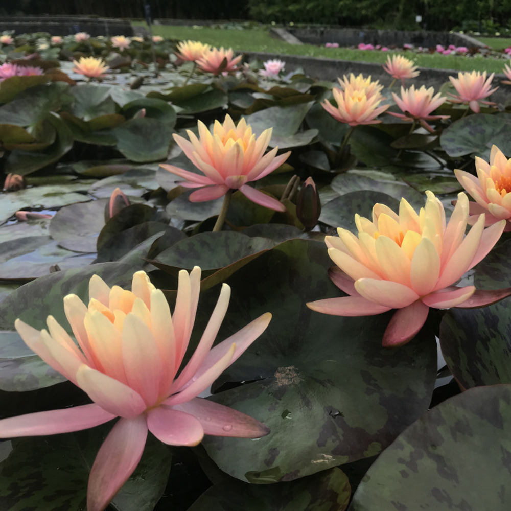 Nymphaea 'georgia peach' - nénuphar mature en racines nues