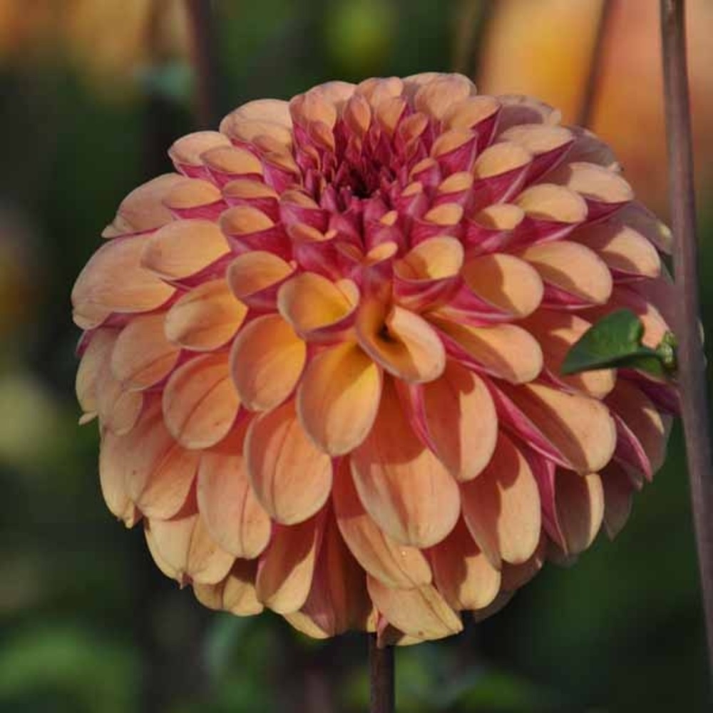 Dahlia gpe pompon 'palmares' bulbe calibre i