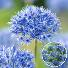 Allium caeruleum - bulbes x80 - allium bleu céleste - bulbes à fleurs pour jardin, terrasse ou balcon