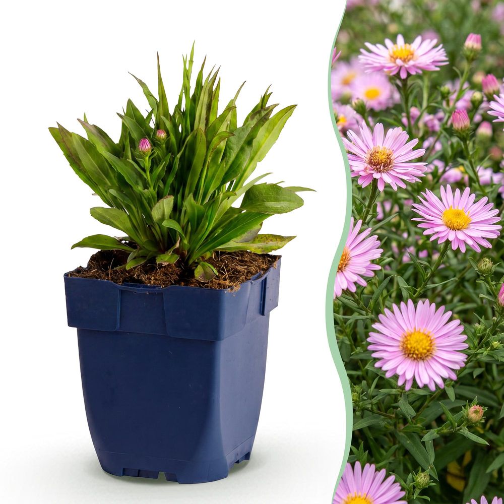 Aster 'wood's pink' - lot de 12 - pot 11 cm - hauteur 25 cm