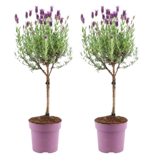 Lot de 2 arbustes de lavande anouk® - d15cm - plante d'extérieur