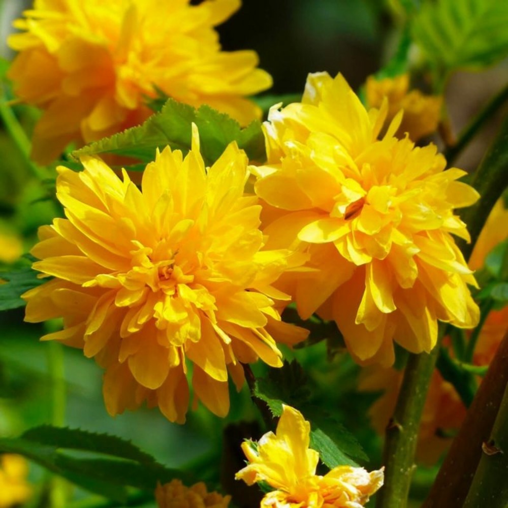 Corête du japon 'pleniflora' (kerria japonica 'pleniflora')