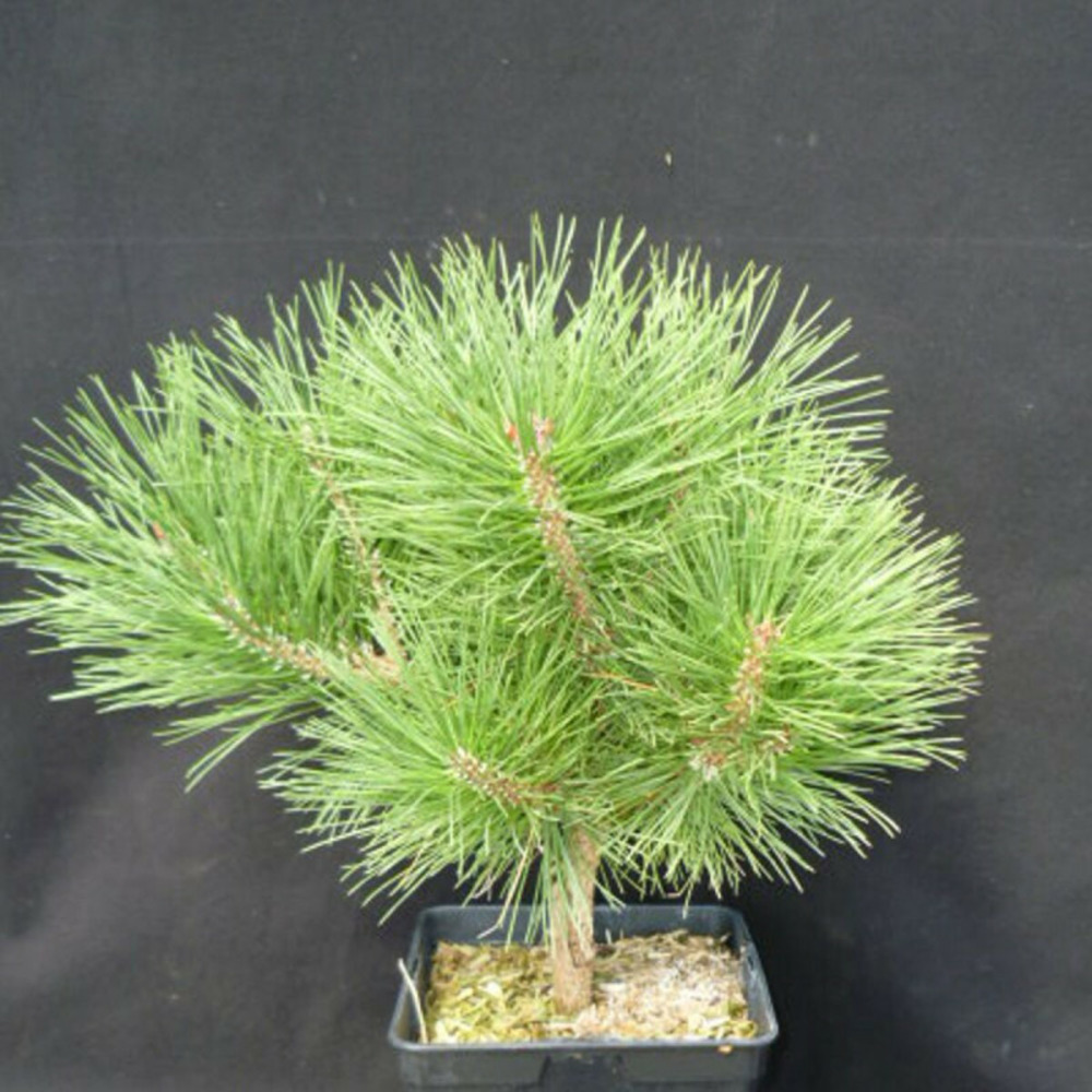 Pin noir pierrick bregeon®, pinus pot de 5l - 40/60 cm