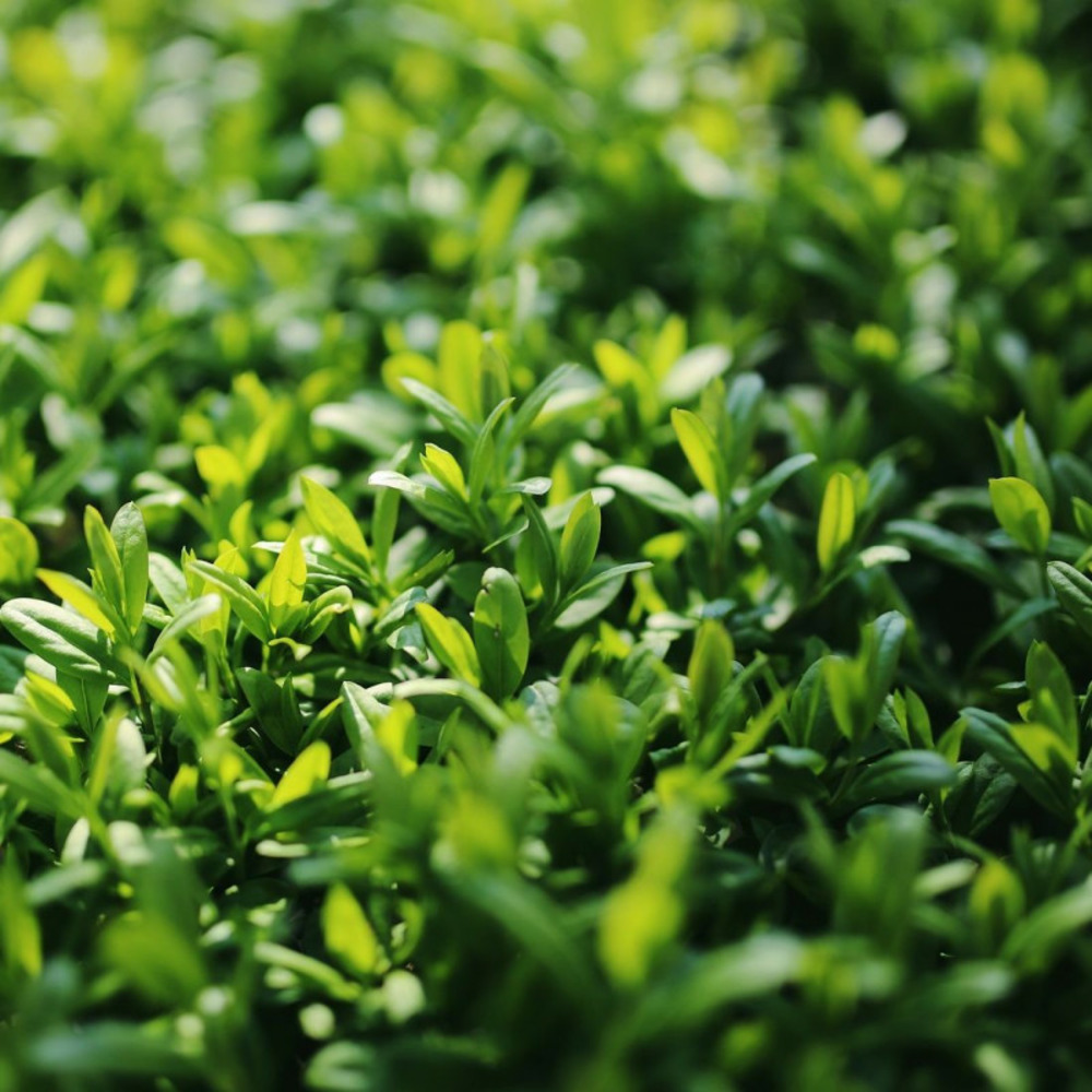 Troène commun atrovirens, ligustrum pot de 4l - 40/60 cm