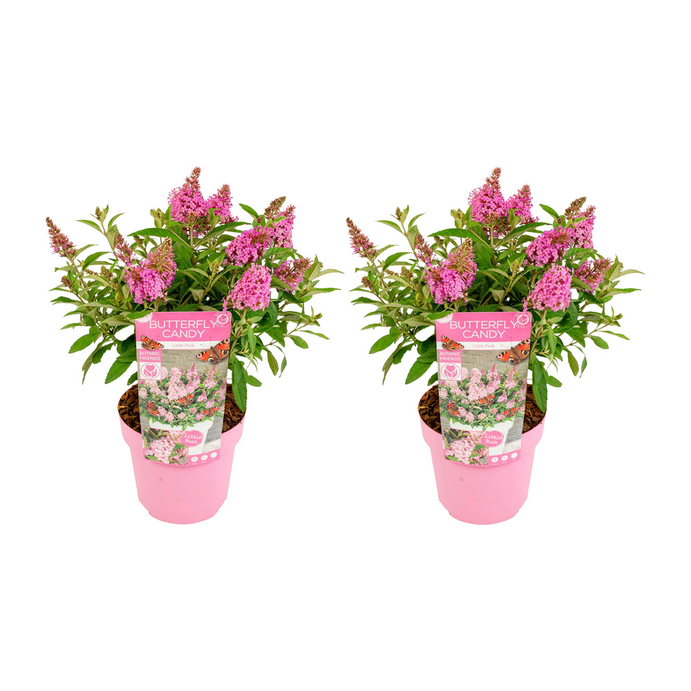Lot de 2 - buddleja butterfly little pink - arbre à papillons - plantes de jardin - 30-40 cm