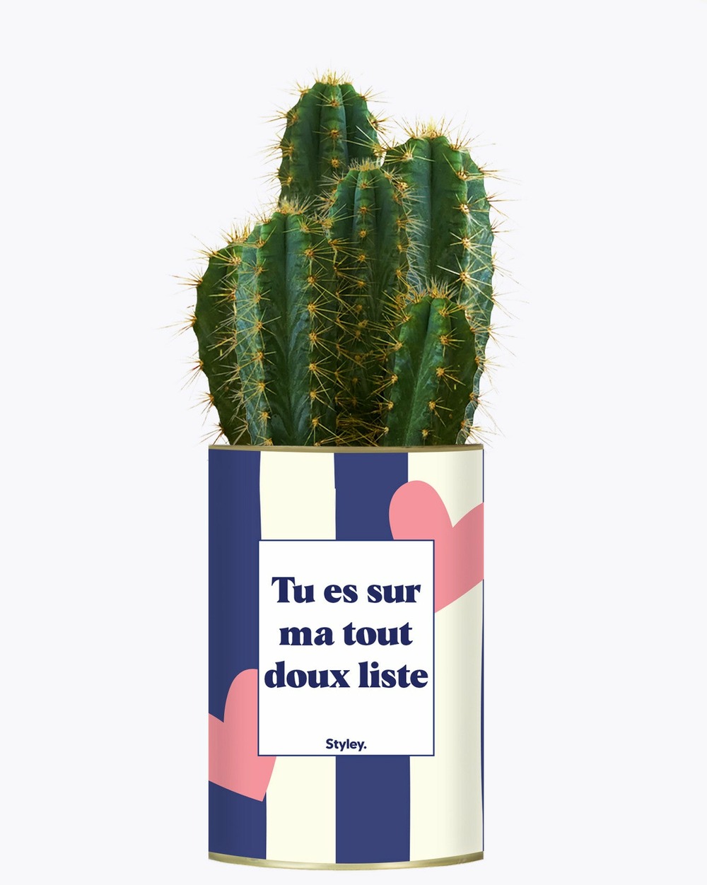 Plante facile à entretenir - tout doux list - cactus