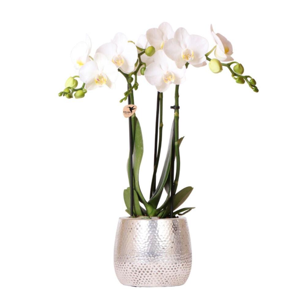 Kolibri orchids - orchidée phalaenopsis blanche - amabilis + pot elite argenté- taille du pot 9cm