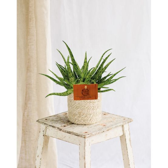 Aloe spider