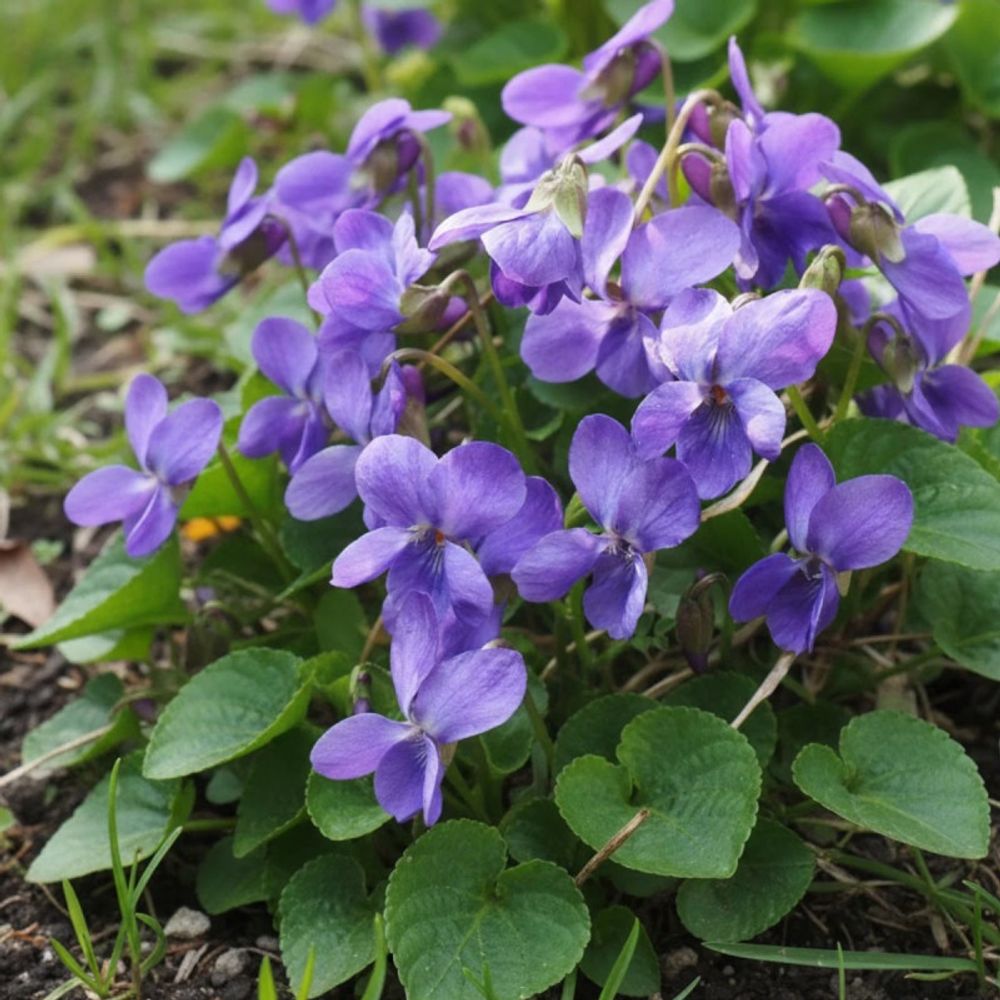 Violette parfumée mrs pinehurst lot de 9 godets
