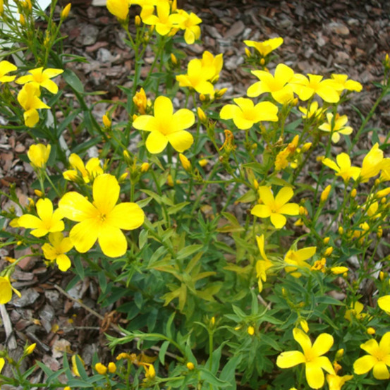 Lin jaune lot de 5 godets