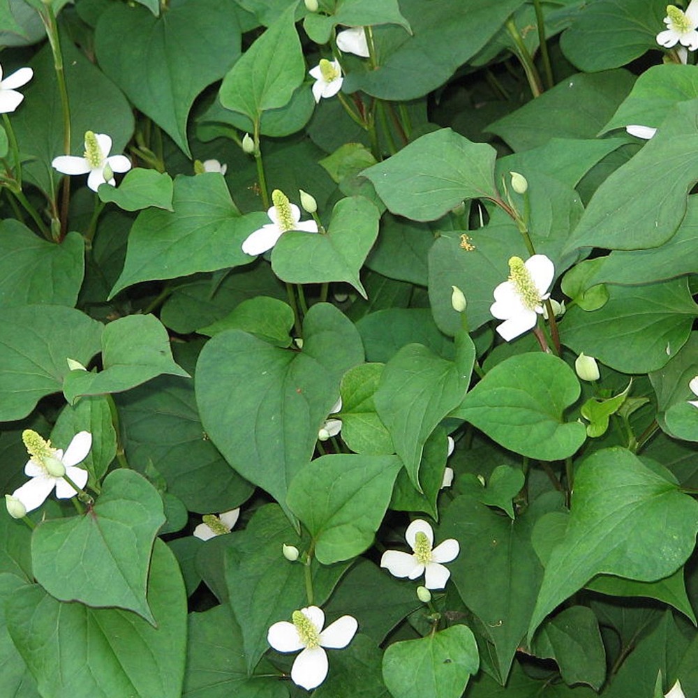 Houttuynia cordata, poivrier de chine godet de 8/9 cm