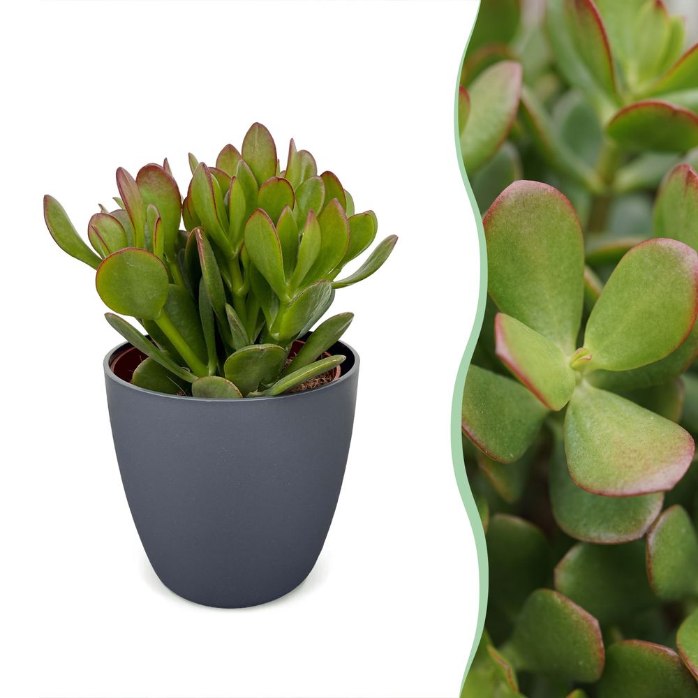 Crassula ovata avec cache-pots gris - arbre de jade - lot de 2 - h 16 cm, pot ø12 cm