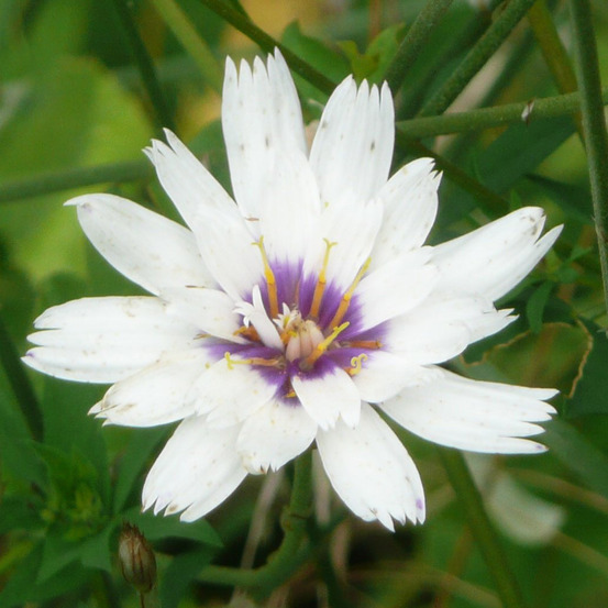 Catananche caerulea 'alba' godet de 8/9 cm