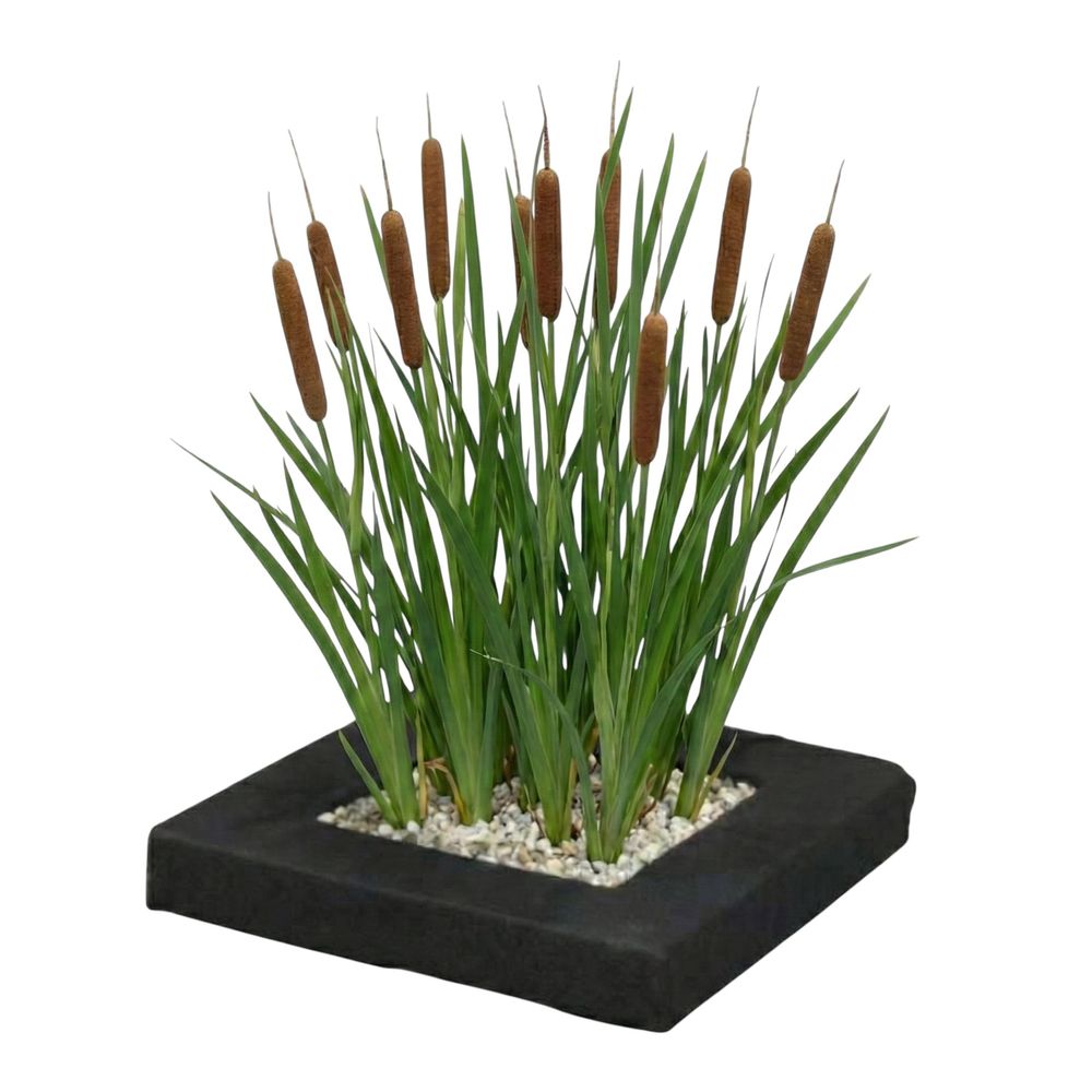 Îlot végétal pour bassin typha lot de 4 plantes