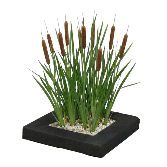 Îlot végétal pour bassin typha lot de 4 plantes