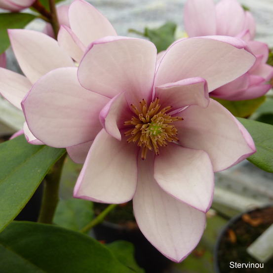 Magnolia 'fairy blush'® -michelia- pot de 4l/5l