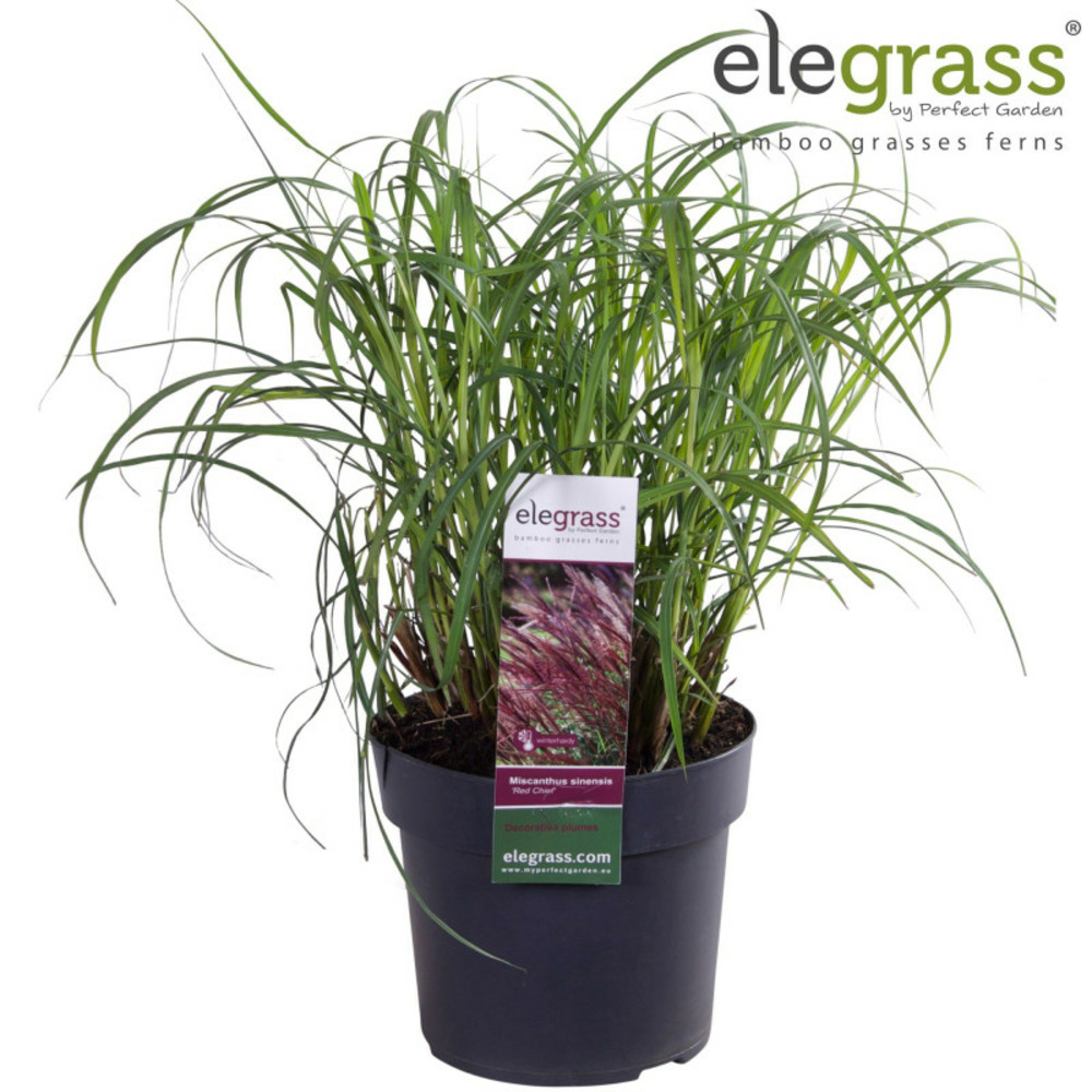 Roseau de chine red chief 30cm pot 19cm - miscanthus sinensis red chief