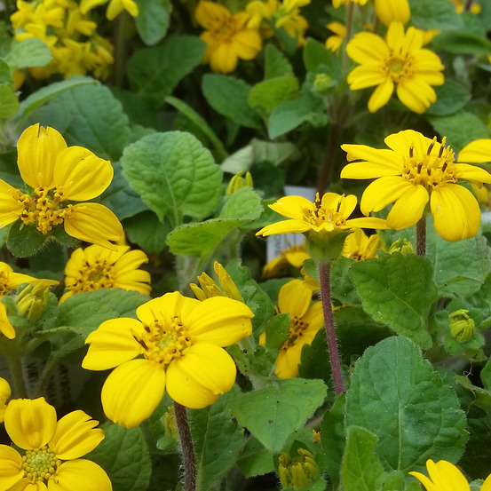 Chrysogonum virginianum 'andre vilette' godet de 8/9 cm