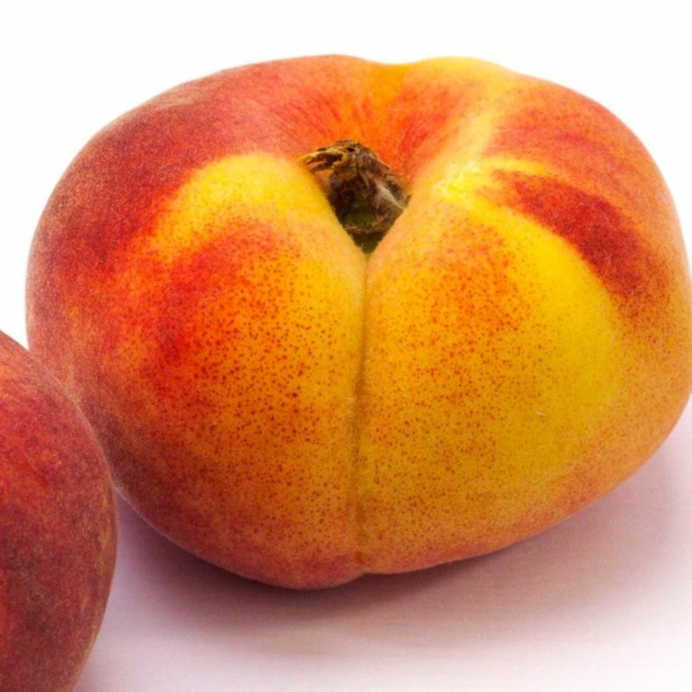 Pêcher persica 'pêche de vigne blanche' (prunus persica 'pêche de vigne blanche')