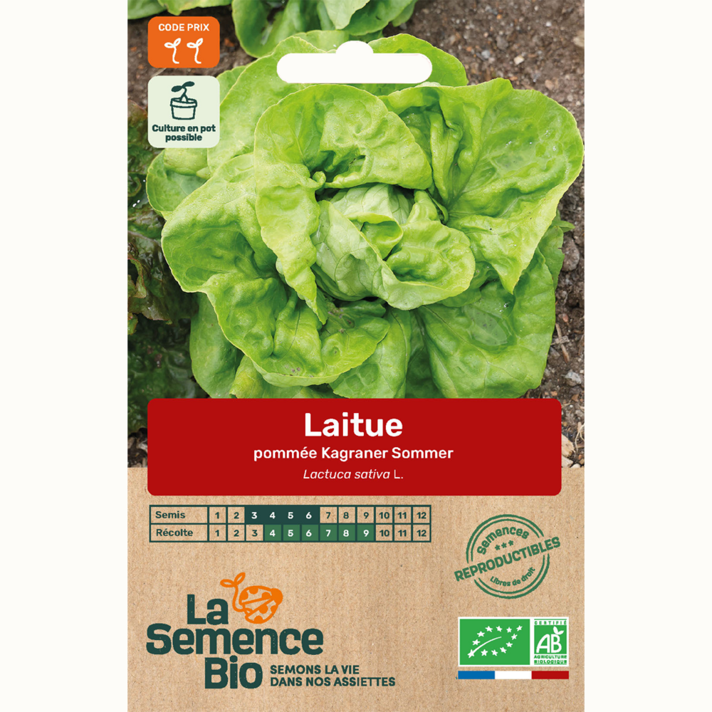 Laitue pommée kagraner sommer 2 - graines bio