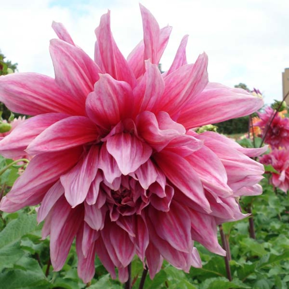 Dahlia géant décoratif 'emory paul' bulbe calibre i