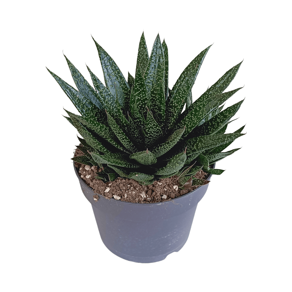 Gasteria - plantes d'intérieur