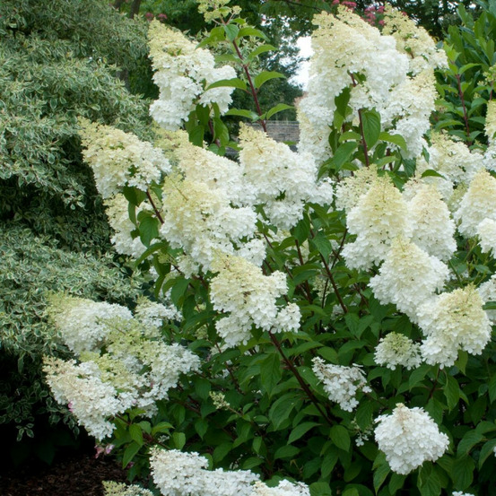 Hortensia paniculata grandiflora, hydrangea paniculata pot de 1,5l - 20/50 cm