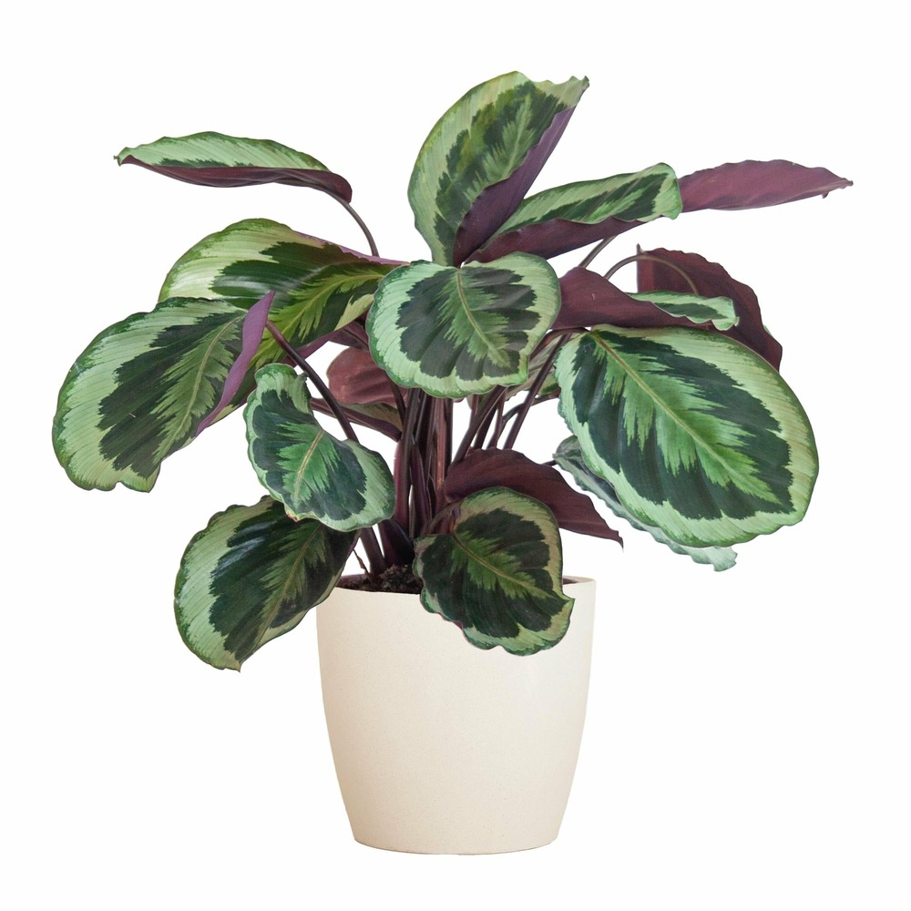 Calathea medaillon et son pot blanc - hauteur 65cm