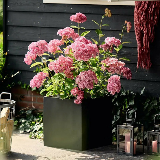 Hortensia de virginie magical® dark pink 'bokodapi', hortensia arborescens pot de 4l - 40/60 cm