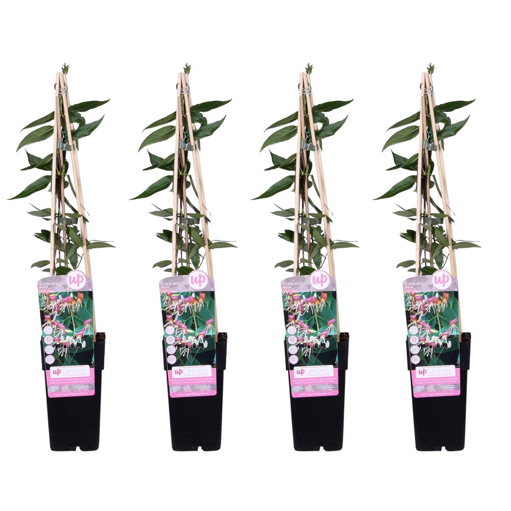 Lot de 4 - lonicera henryi - h65 cm - ø15 cm - plante d'extérieur
