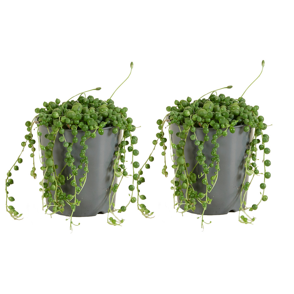 Lot de 2 - senecio rowleyanus - plante de pois - plante suspendue - h. 10-15 cm - p. 12 cm