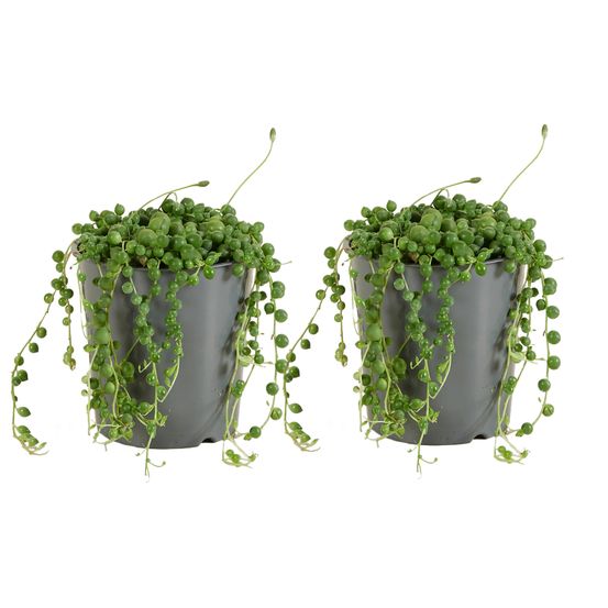 Lot de 2 - senecio rowleyanus - plante de pois - plante suspendue - h. 10-15 cm - p. 12 cm