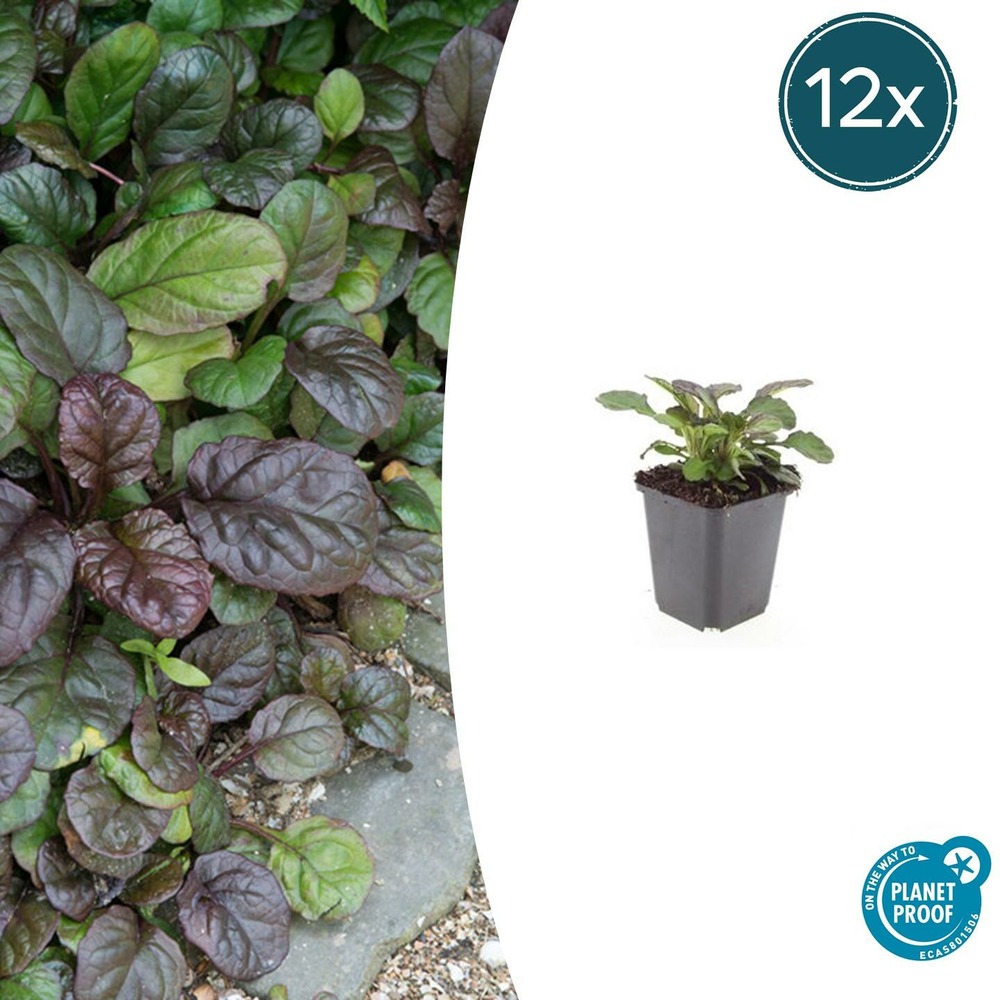 Bugle rampant 'catlin's giant' x12 – entre 0,75 et 1m2