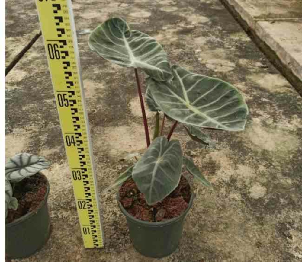 Alocasia 'pink dragon' (oreille d'éléphant, taro) taille pot de 3 litres - 50/60 cm