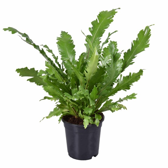Asplenium nidus - h45 cm - ø17 cm