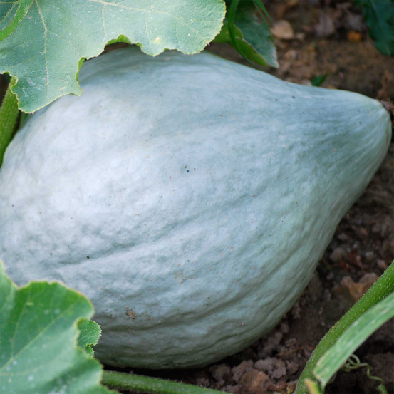 Potiron 'blue hubbard' le sachet de 10 graines environ (3g)