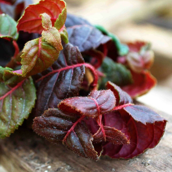 Hortensia grimpant winter surprise pot de 3l - echelle bambou 60/120 cm