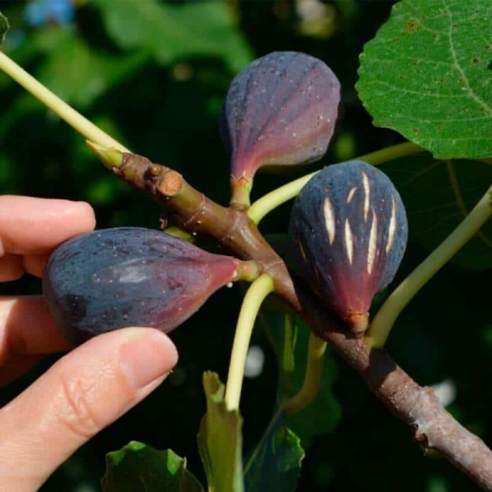 Figuier 'noir de caromb' (ficus carica 'noir de caromb')
