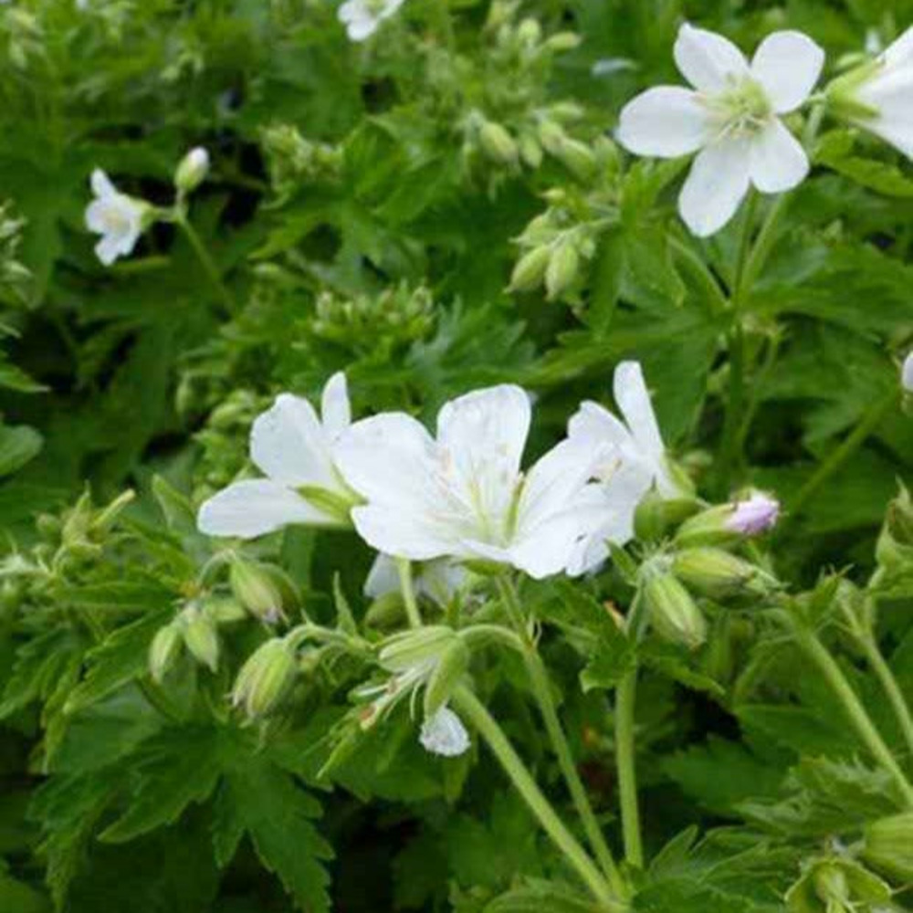 Géranium vivace des bois album - le pot / ø 9cm