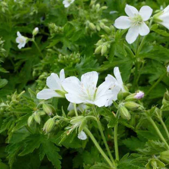 Géranium vivace des bois album - le pot / ø 9cm