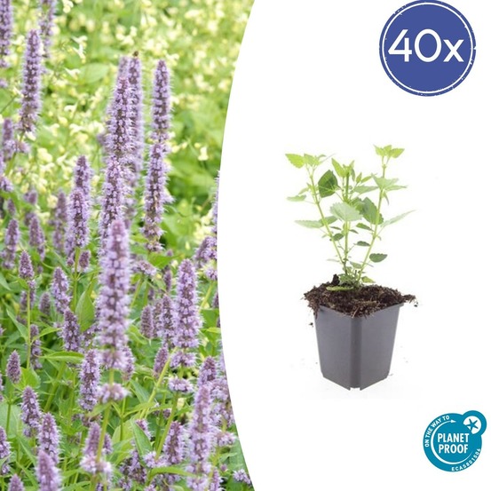 Agastache 'blue fortune' x40 – entre 2,5 et 3,33m2