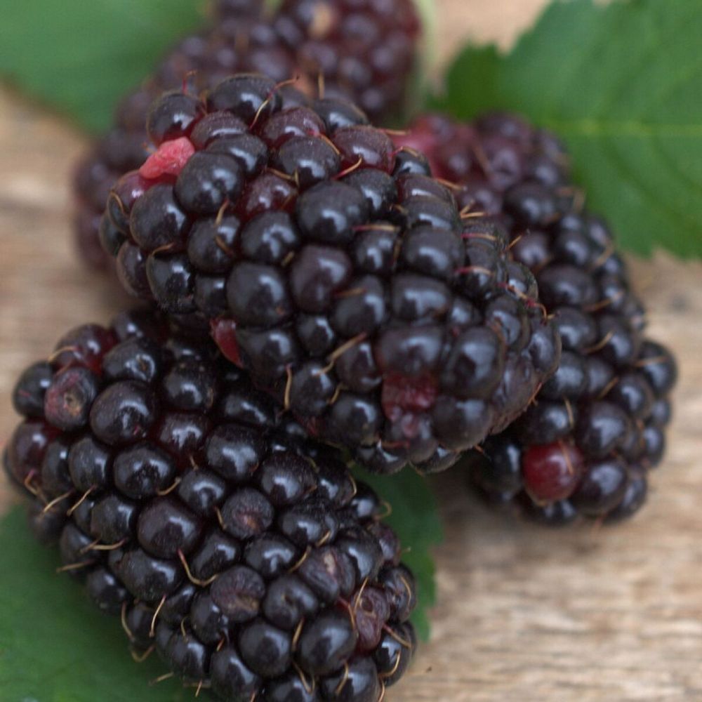 Mûre géante black butte pot de 1,5l - tuteur bambou 30/60 cm