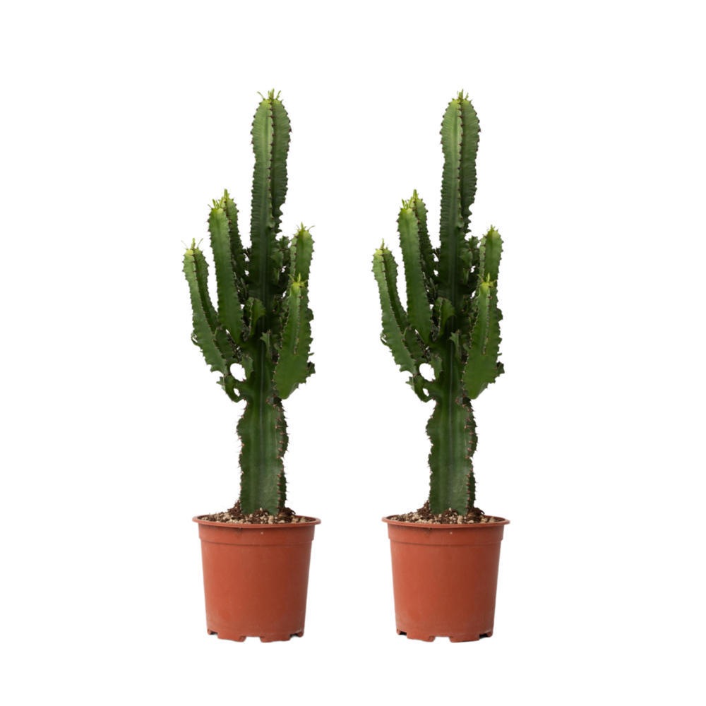 Euphorbe ingens - set de 2 - euphorbia ingens - hauteur 50-60cm - ⌀17cm