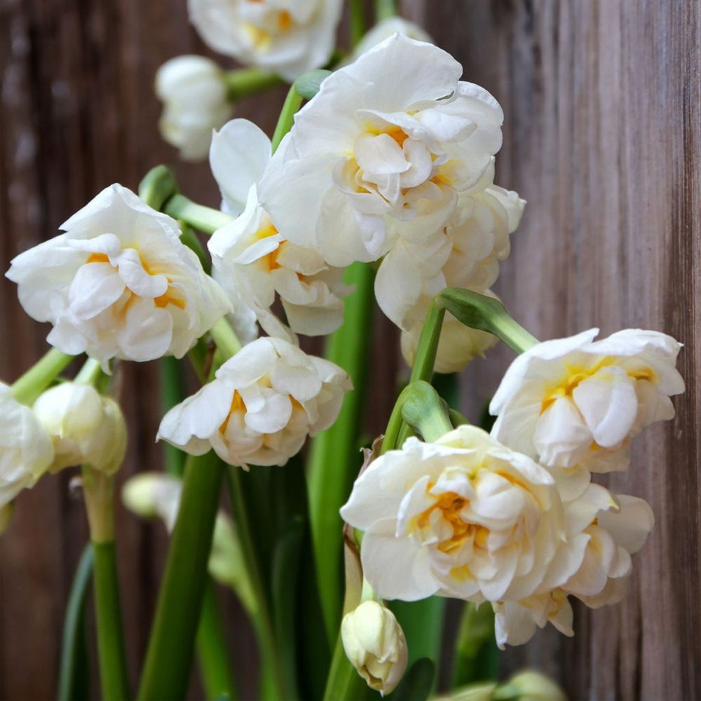 Narcisse multiflore 'bridal crown' bulbe calibre 14/16 (par 10)
