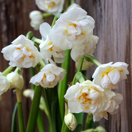 Narcisse multiflore 'bridal crown' bulbe calibre 14/16 (par 10)