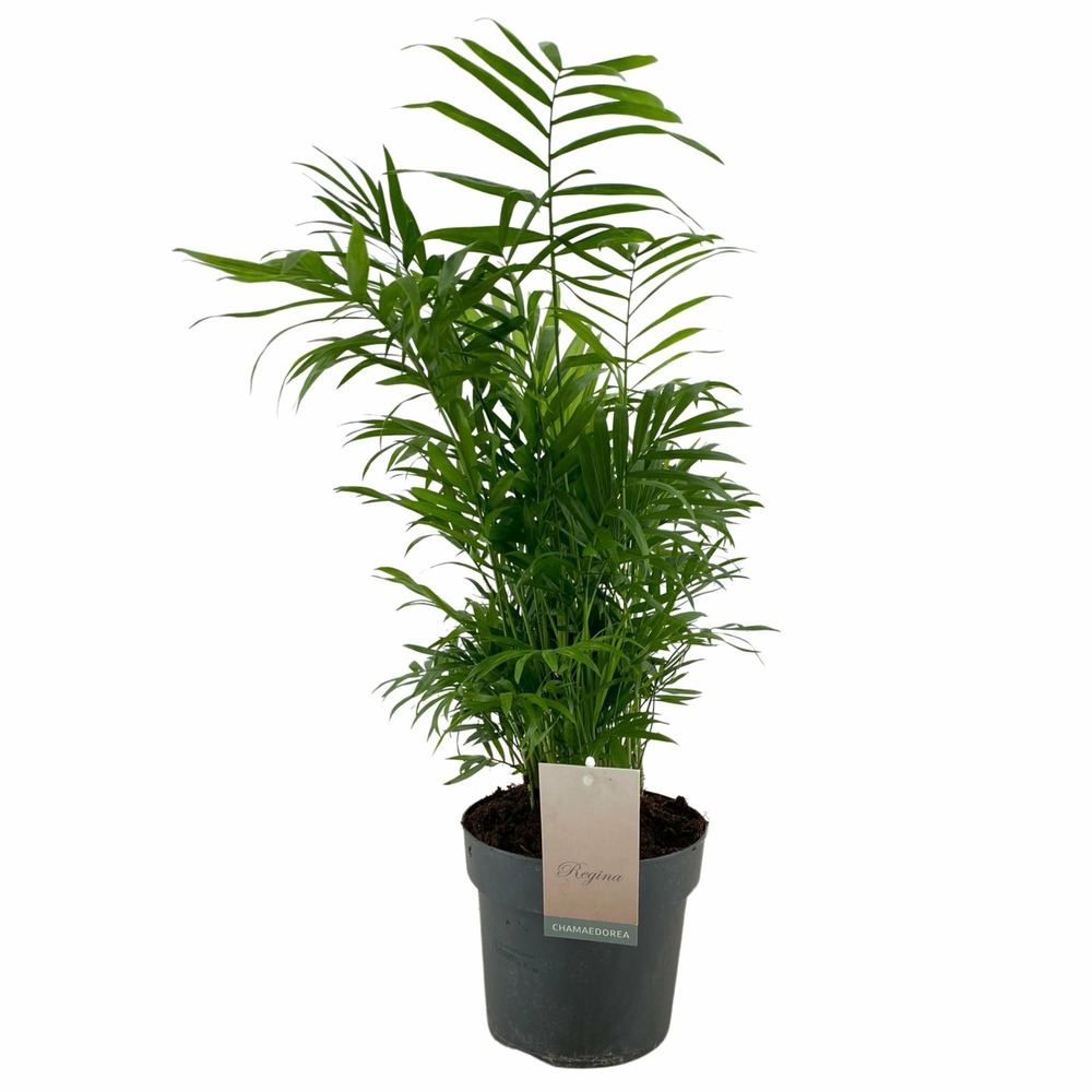 Chamaedorea elegans - h50 cm - ø17 cm