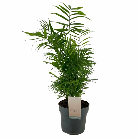 Chamaedorea elegans - h50 cm - ø17 cm