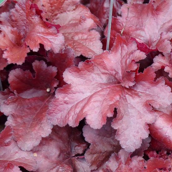 Heuchère 'forever red' pot de 1,5l/2l