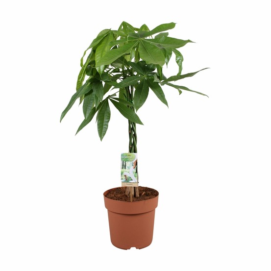 Pachira aquatica - h90 cm - ø21 cm